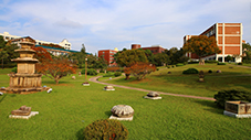 慶北大学の並木道