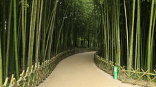 太和江の十里竹林