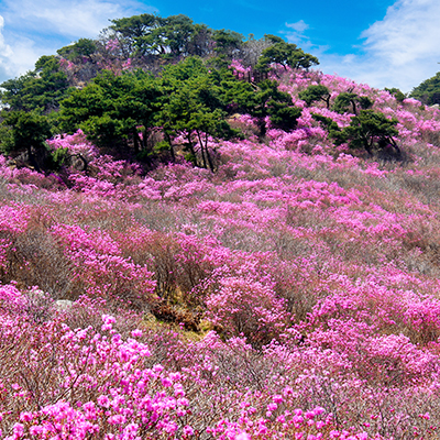 Mt. Biseulsan azalea colony