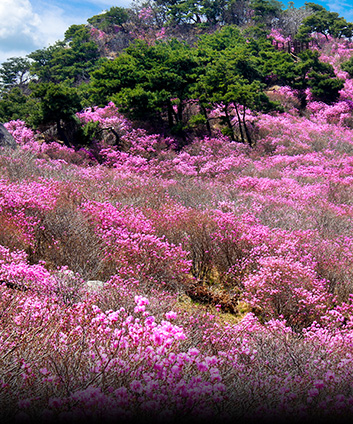 Korean Rosebay Habitat of Mt. Biseulsan