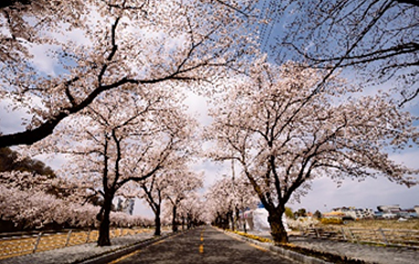 옥포 벚꽃길 사진