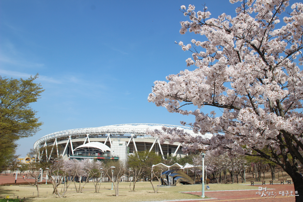 팔공산 벚꽃축제사진1