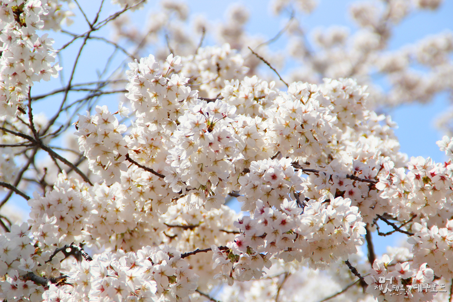 팔공산 벚꽃사진2