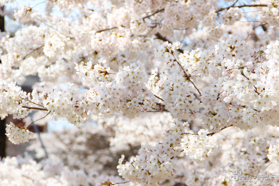 팔공산 벚꽃사진1