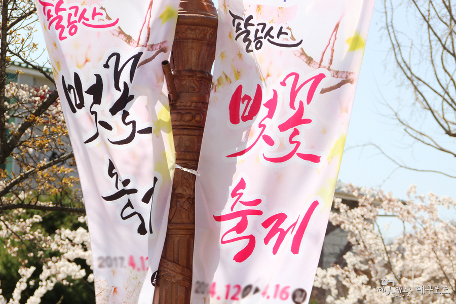 팔공산 벚꽃 축제