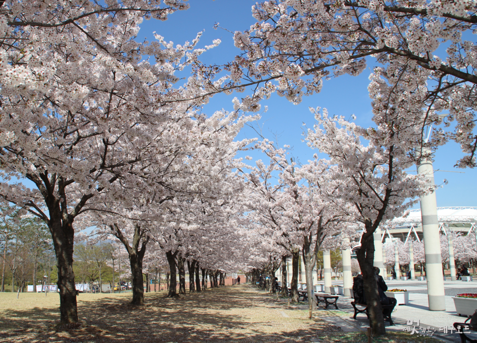팔공산 벚꽃축제사진2
