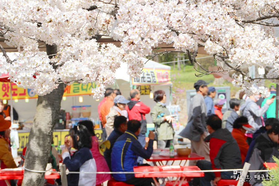 팔공산 벚꽃축제사진1